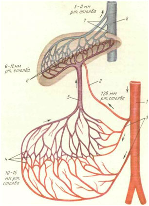 Схема строения портального русла и перепад кровяного давления.